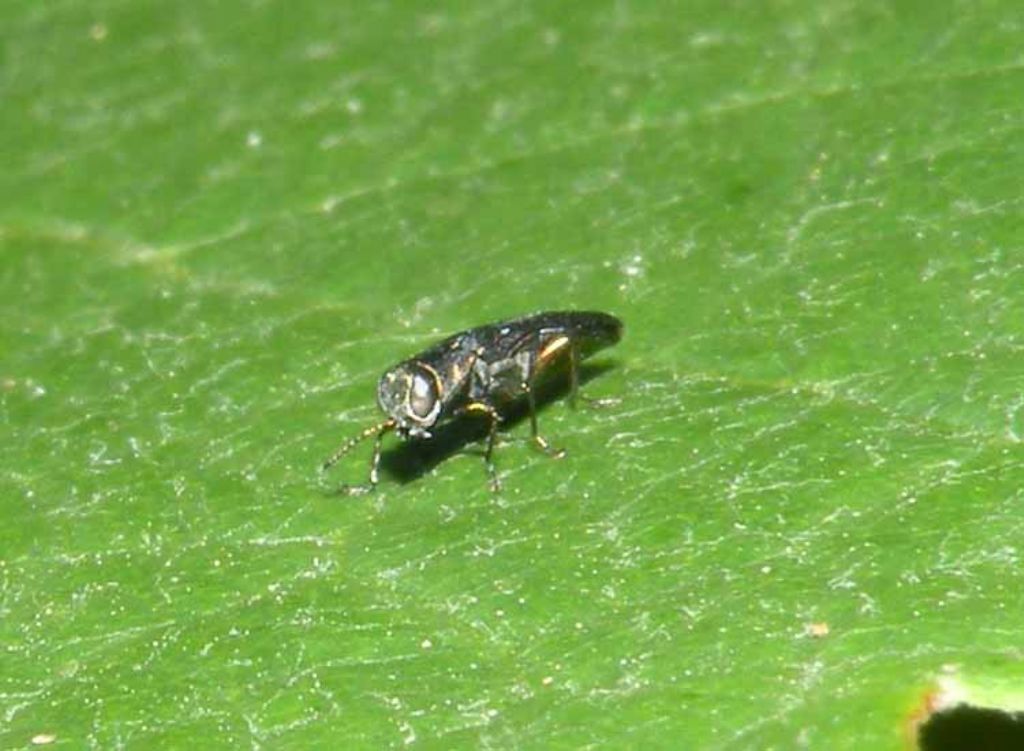 Buprestidae: Agrilus sp.